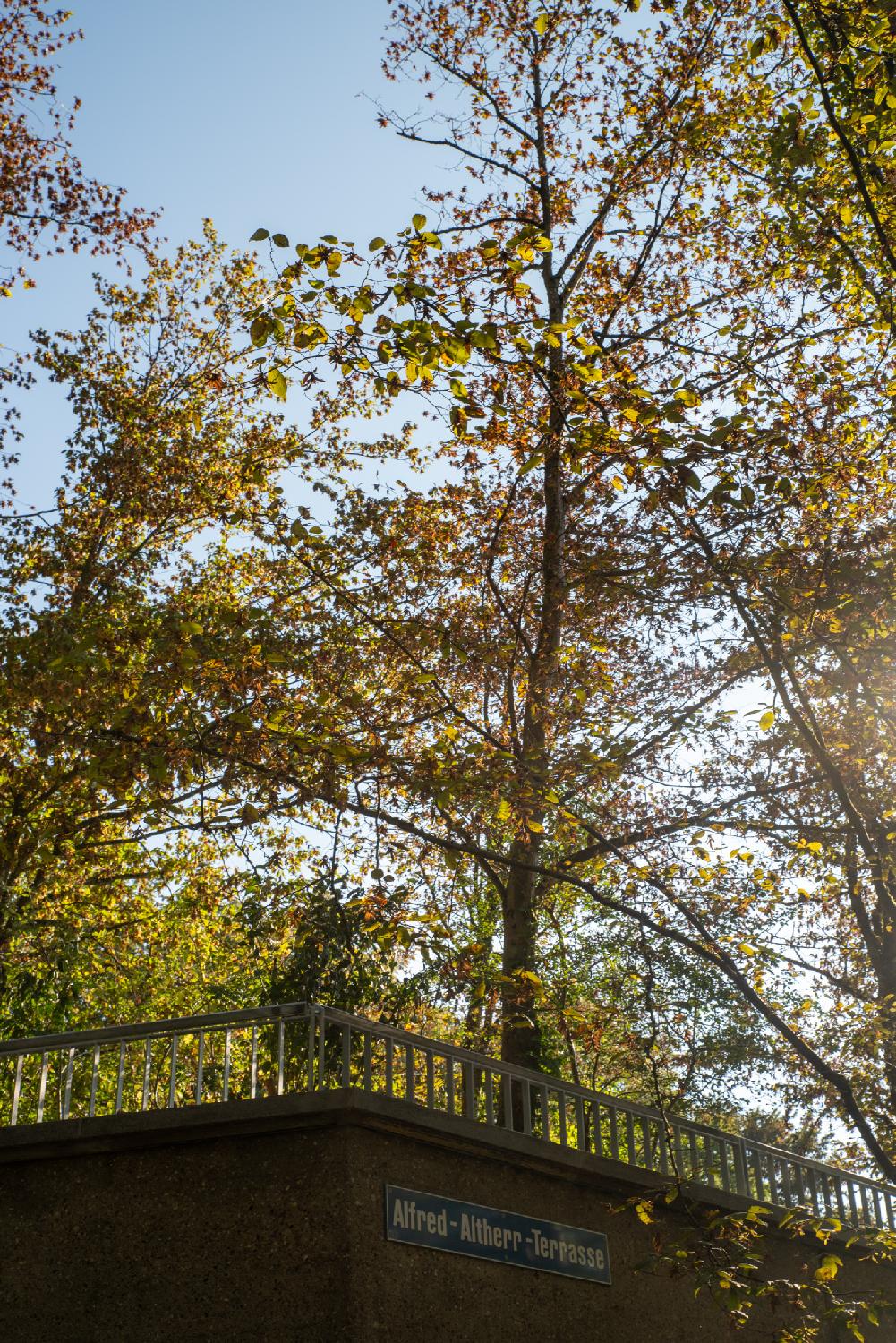 A terrasse, seen from below, with a metallic rail/fence and trees (hornbeams)
