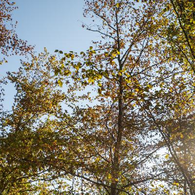 Alfred-Altherr-Terrasse