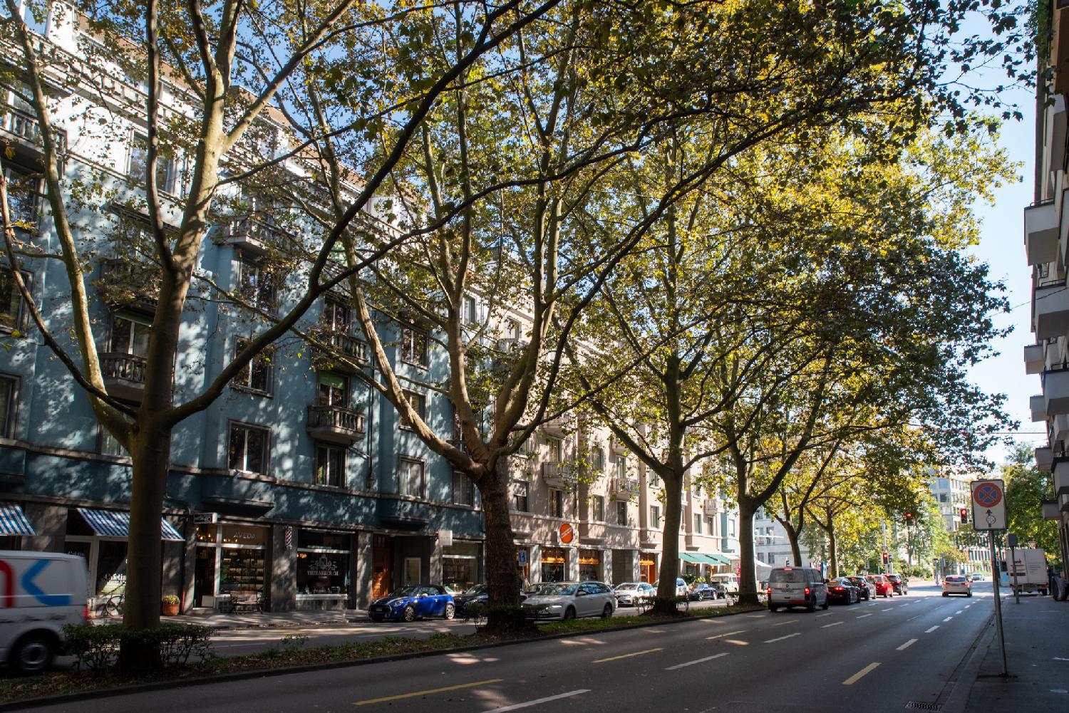 A two-way, four-lane avenue with an island of plane trees in the middle of it.