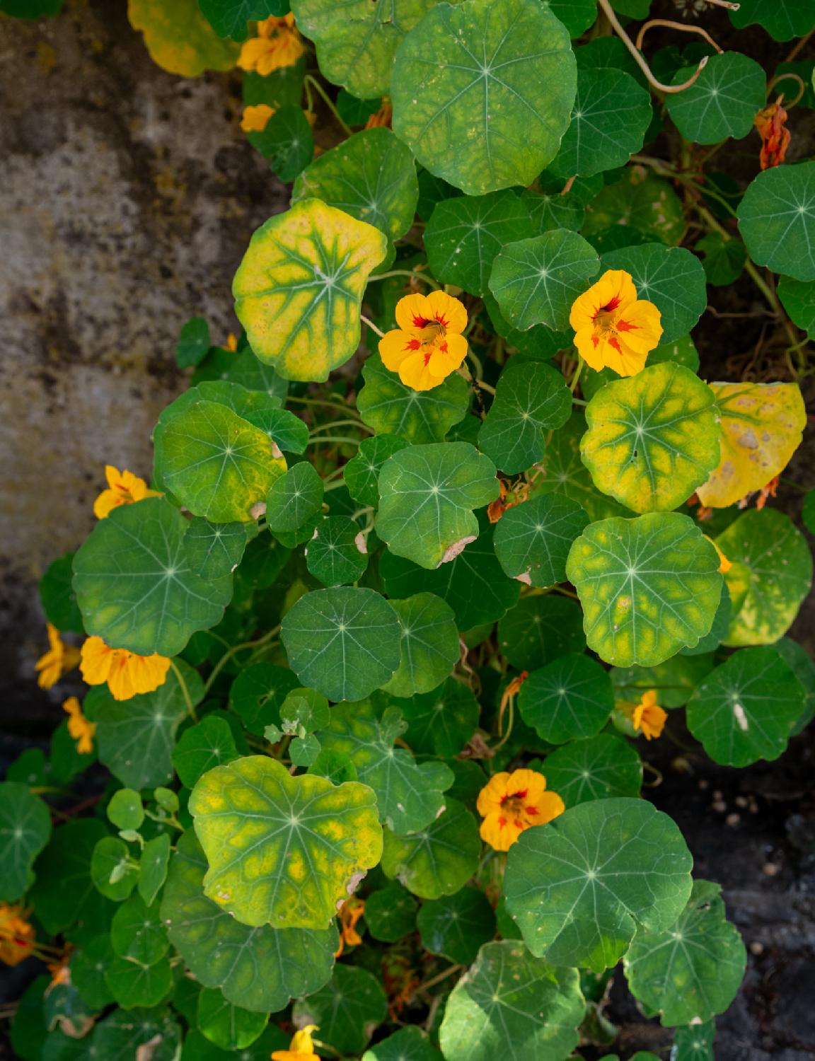 Yellow Tropaeolum Maju with leaves