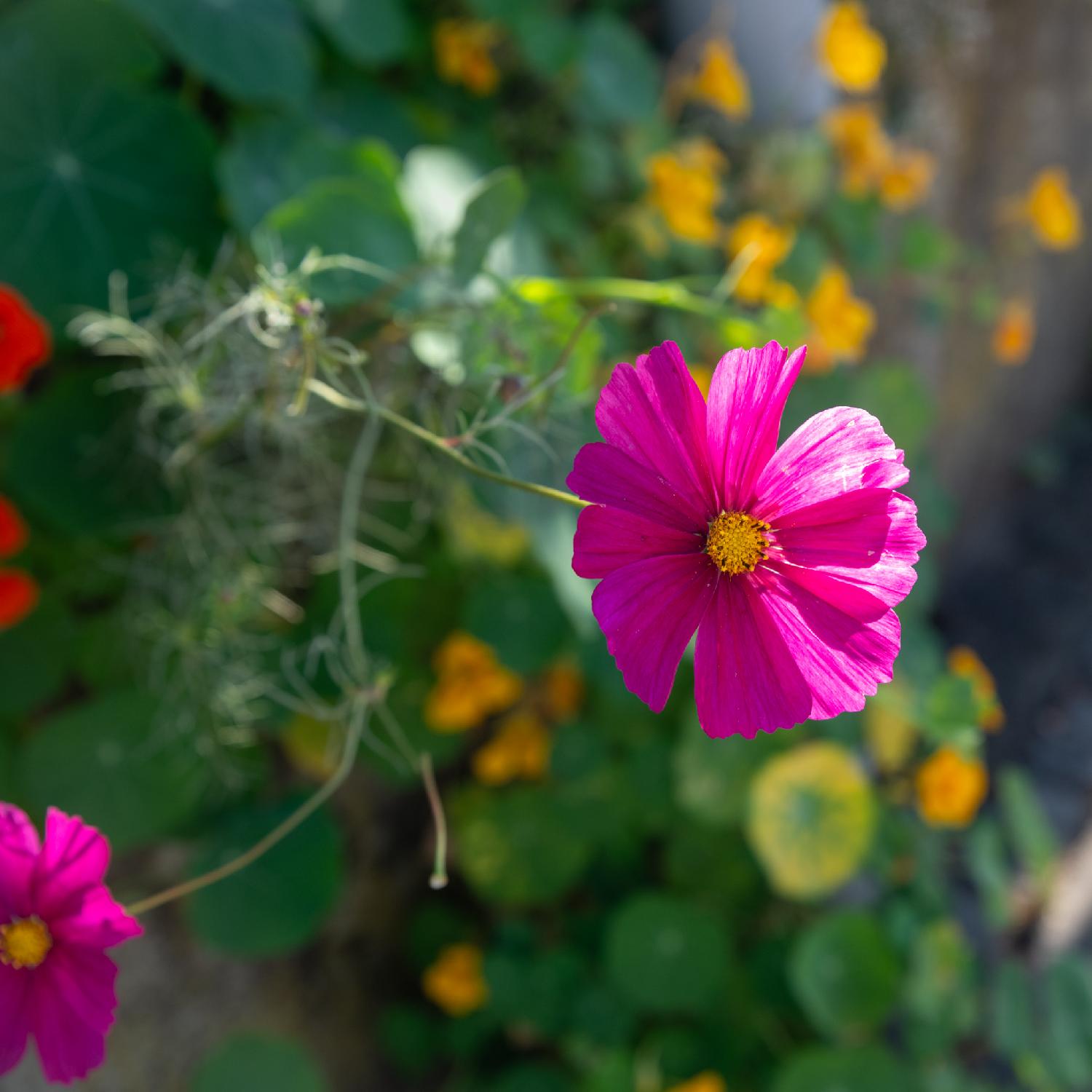Cosmos bipinnatus - a hot pink flower with a yellow heart