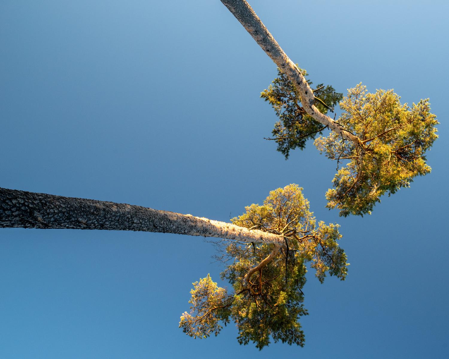 Trees on Allenwiesliweg in Switzerland: a couple of trees with a naked trunk and yellow leaves on top, seen from below, detaching over the blue sky