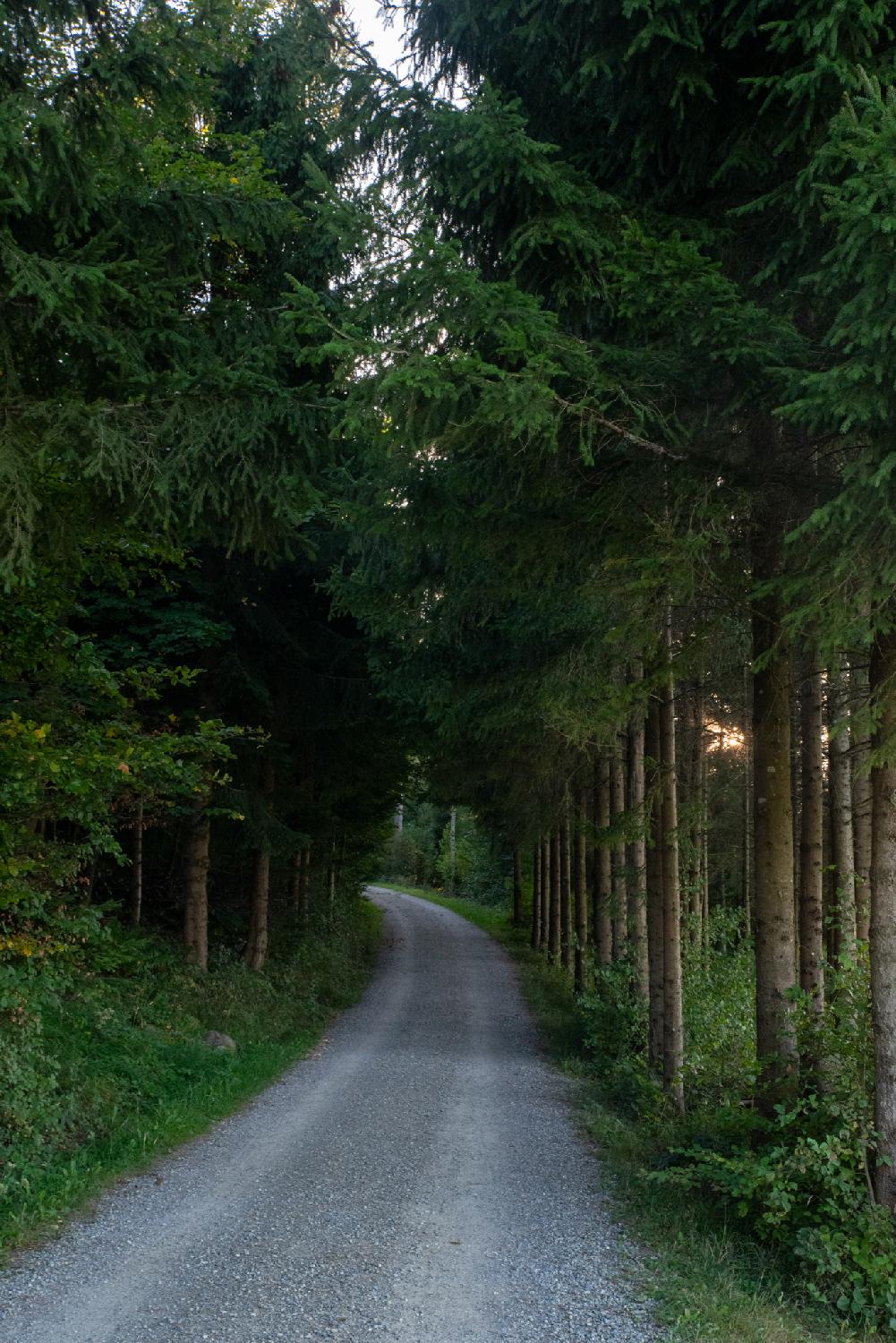 Allenwiesliweg in Zürich: a gravel path in the middle of the woods.