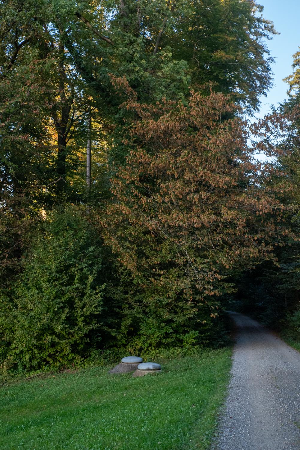 Allenwiesliweg in Zürich - a gravel path, a meadow, trees, and a couple of spring boxes covers (metallic hatches slightly above ground)