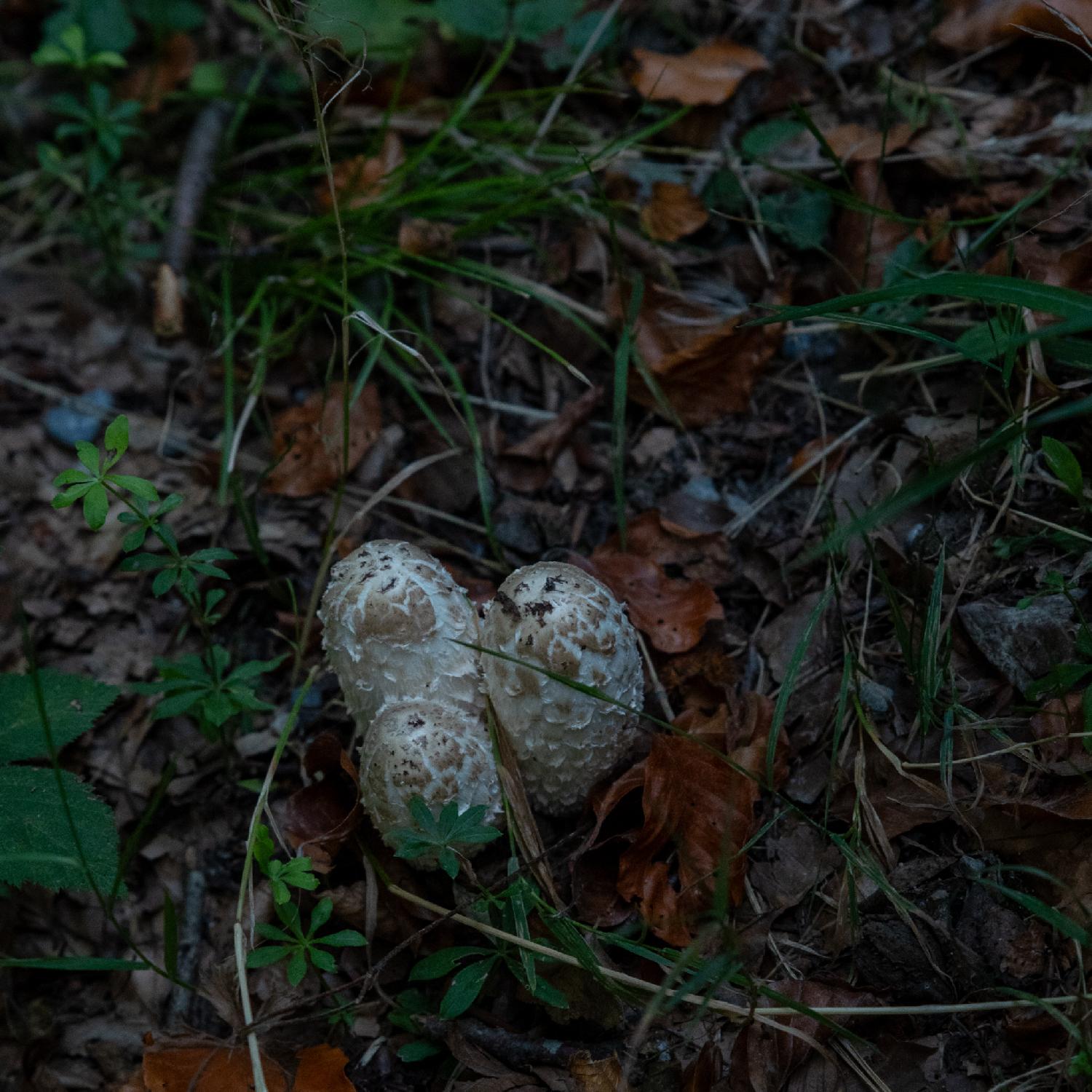 White fungi caps with brown patterns on a forest soil
