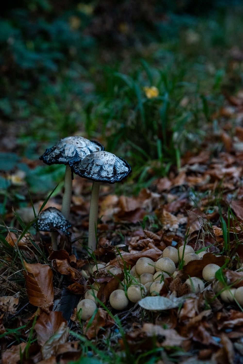 Three white and black fungi with open caps, and some smaller brown fungi on the ground, in a forest