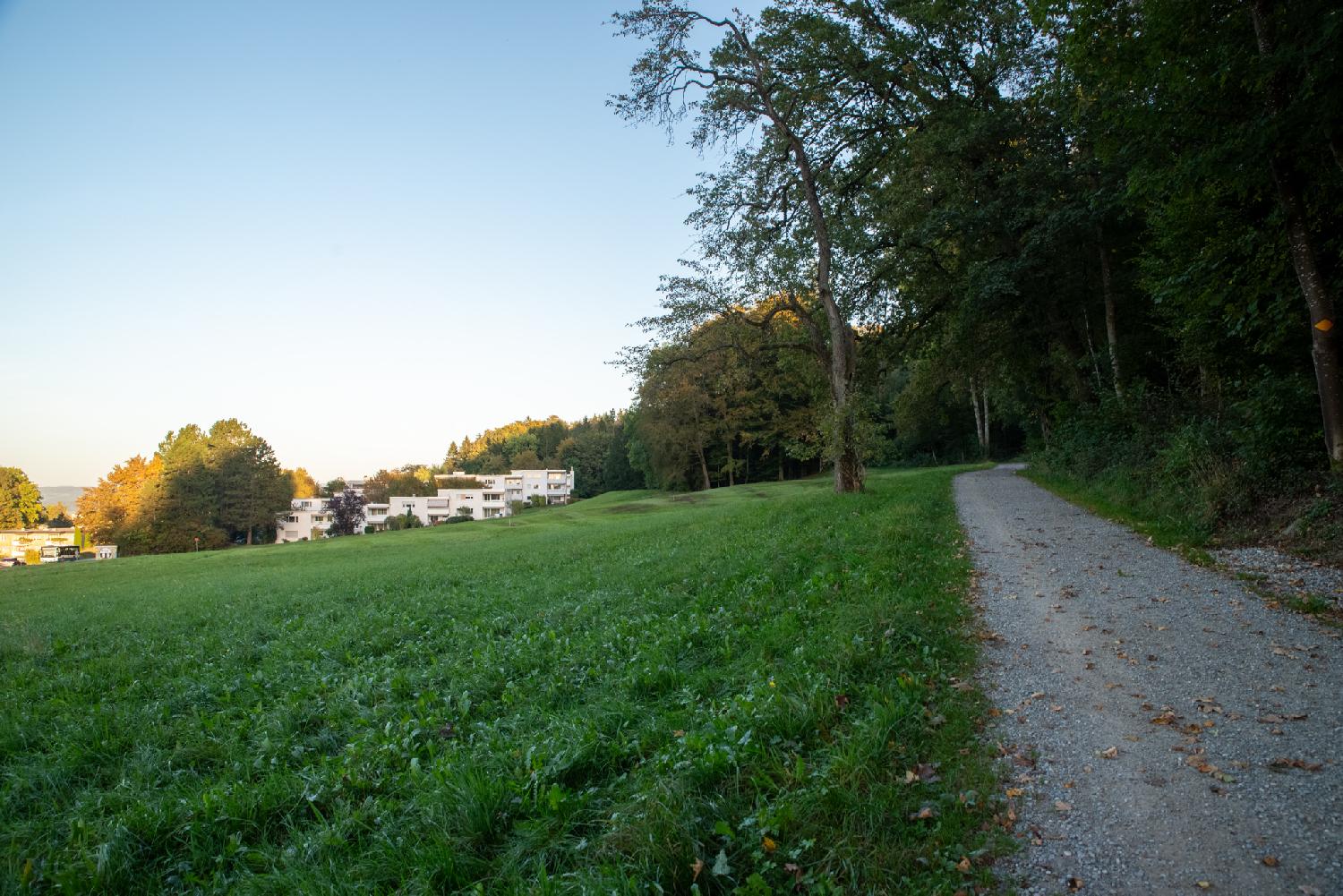 Alte Zürichstrasse in Zürich: a gravel path between a green meadow and a forest, with residential buildings in the background
