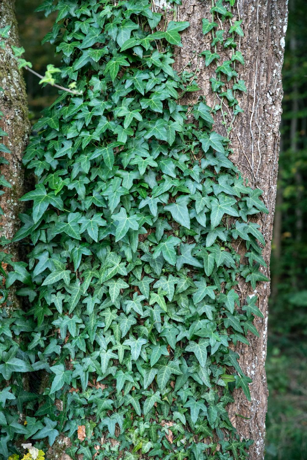 Ivy leaves covering a tree trunk