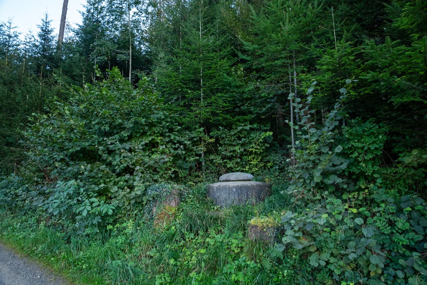 Top of a spring box (small concrete structure with a metallic hatch on top) in the middle of greenery