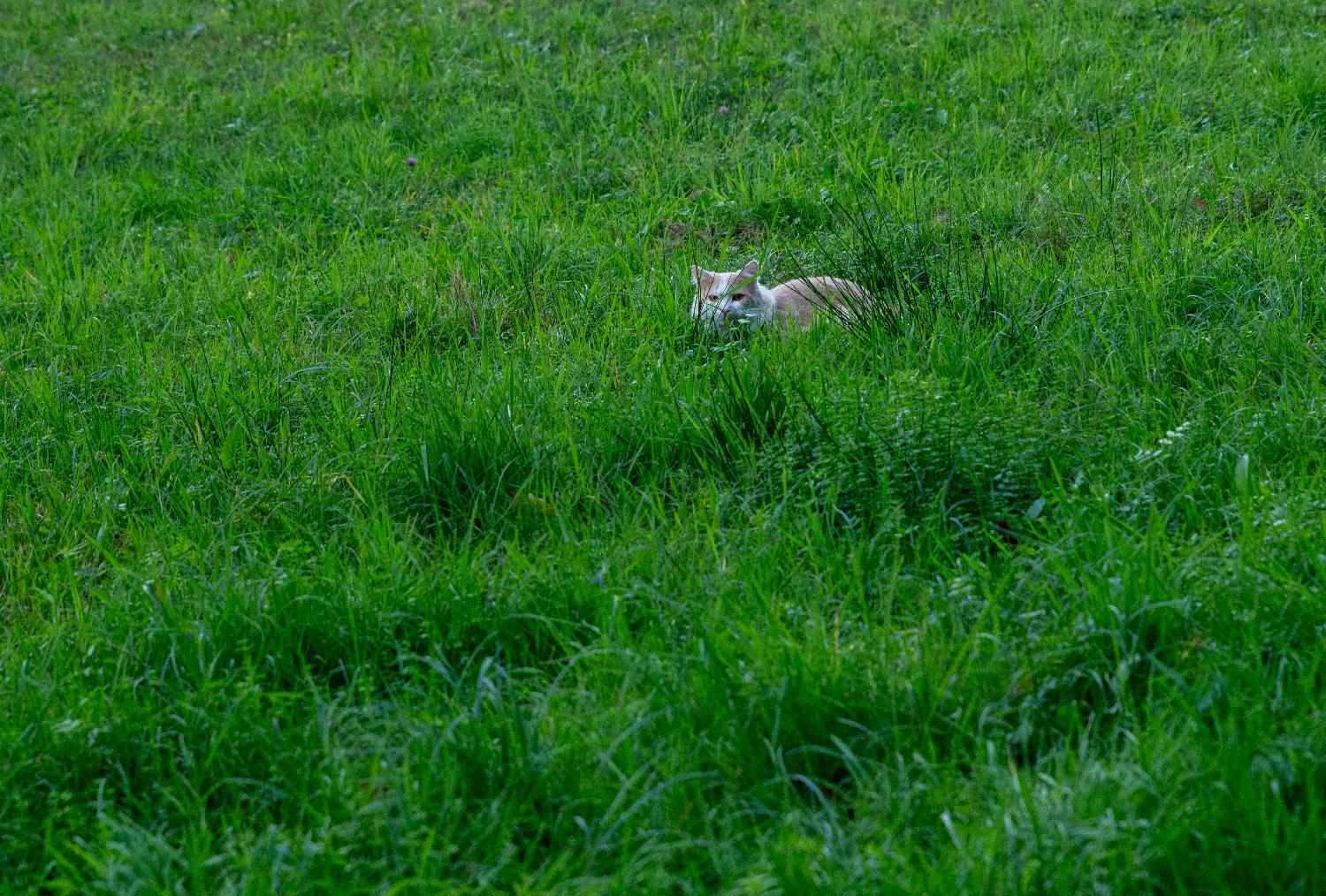 A white and orange cat lying in a green grass meadow.