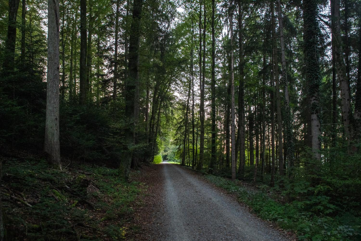 Alte Zürichstrasse in Zürich: a gravel path in the forest. There seems to be a clearing further down the path.