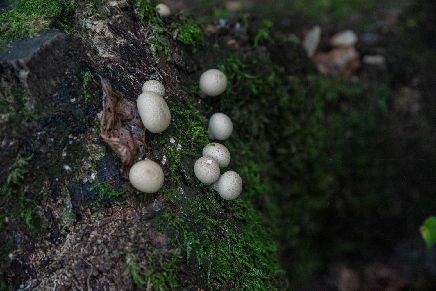 Some round-shaped, white fungi on a forest ground with moss