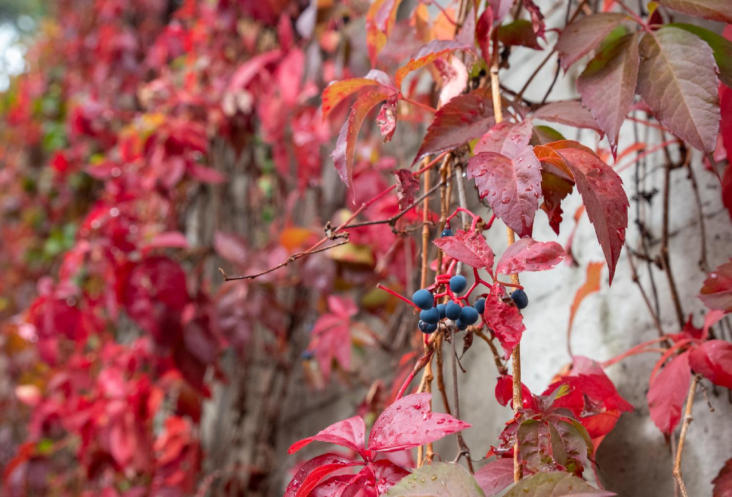 Virginia creeper with fruit on a grey wall - a wall of red leaves and a few dark blue berries in the foreground.