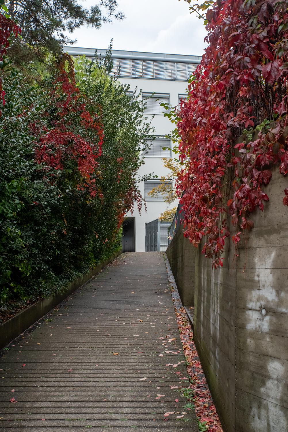 Allmannstrasse in Zürich - a small pedestrian alley, going uphill between a high green hedge and a wall with red leaves