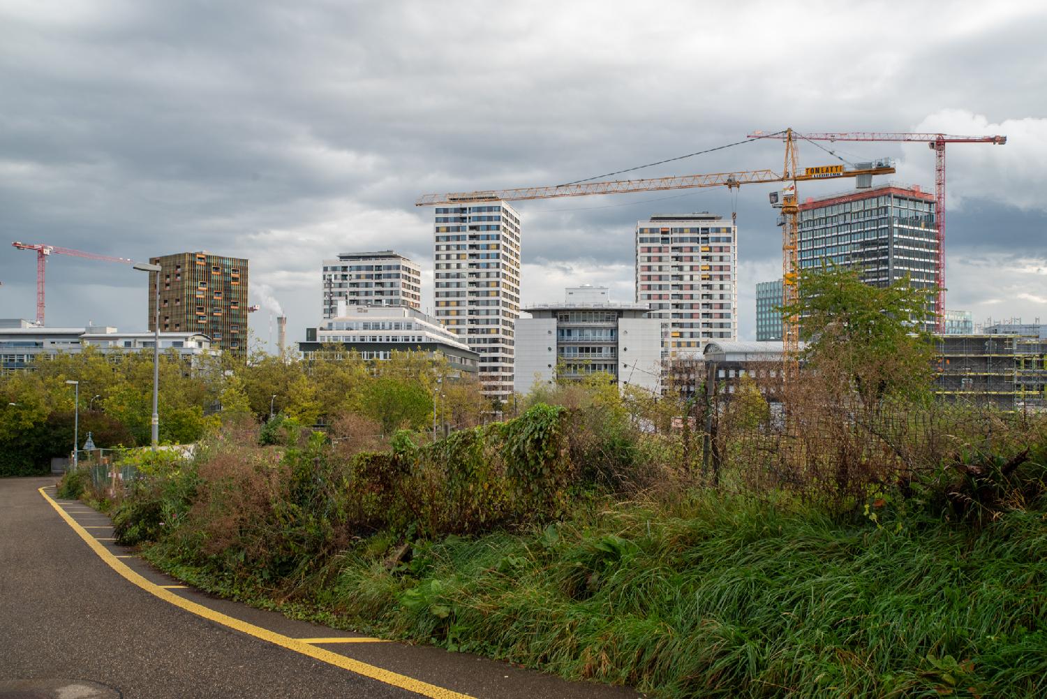 View over Oerlikon from Allmannstrasse - High-rise buildings, seen from a street, with wild greenery in the foreground.