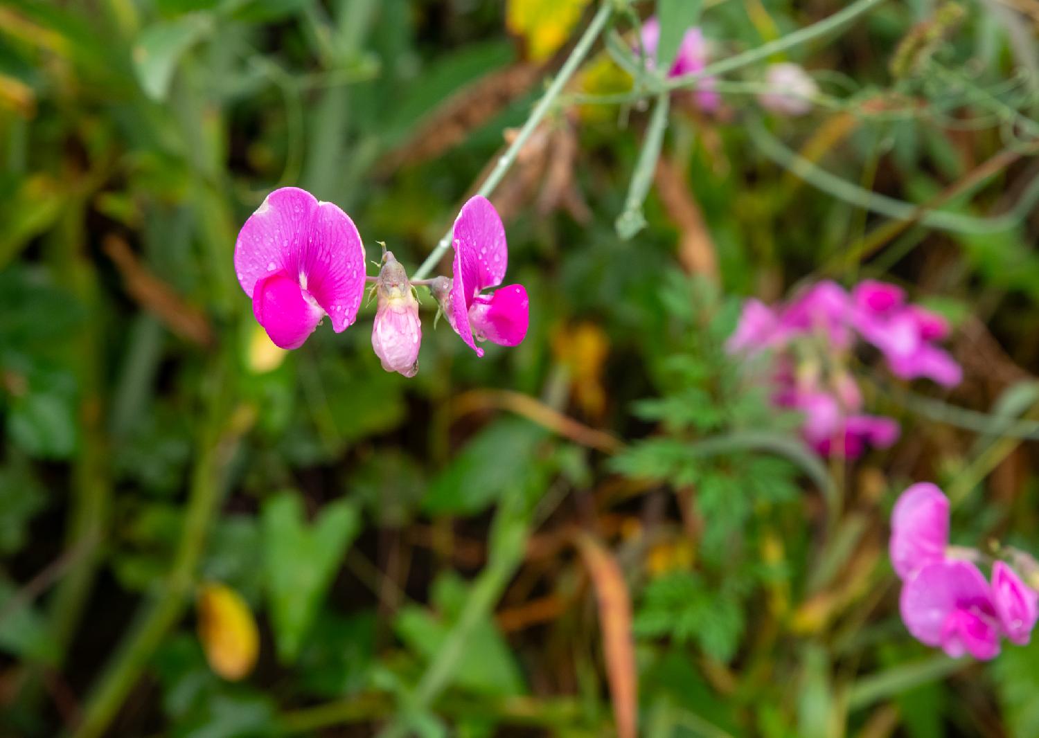Sweat peas: pink flowers and buds with green leaves and herbs in the background