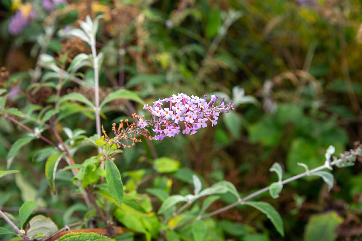 Summer lilac: small light pink flowers in a cluster