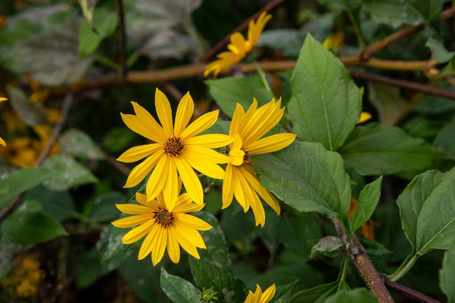 Jerusalem artichoke flowers: large yellow flowers