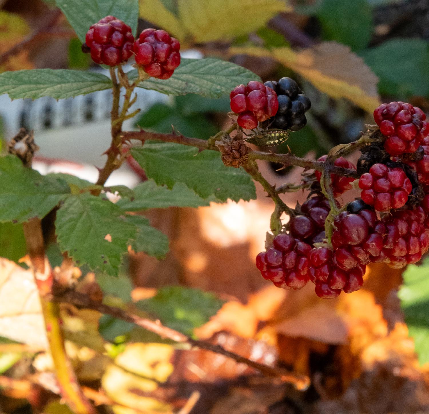 A southern green stink bug on a bunch of red blackberries. The bug is green with golden dots on its back and a line of red/brown dots around it. The bug is seen from the side.