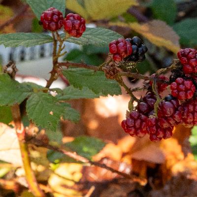 Bonus: a pretty stink bug