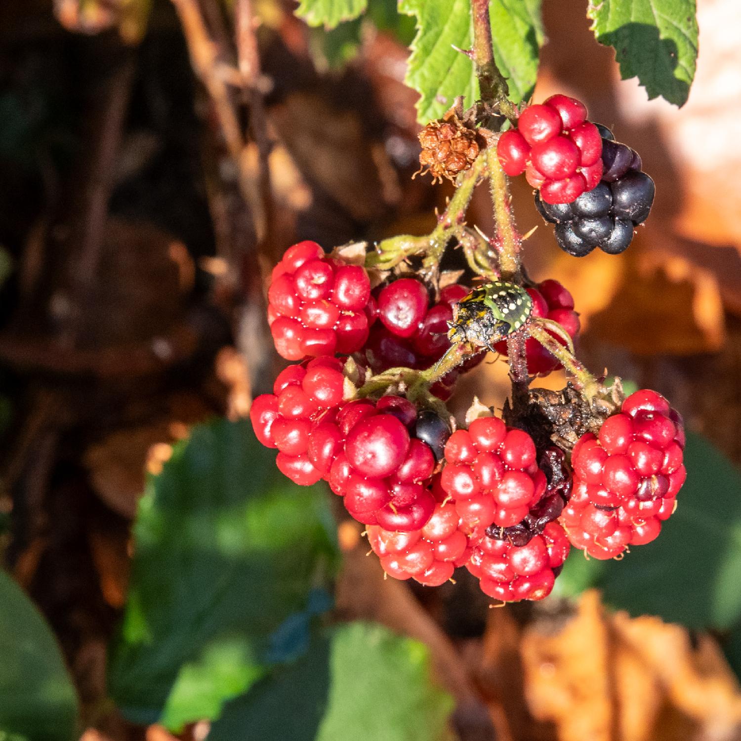 A southern green stink bug on a bunch of red blackberries. The bug is green with golden dots on its back and a line of red/brown dots around it. The bug is seen from the the front/top.