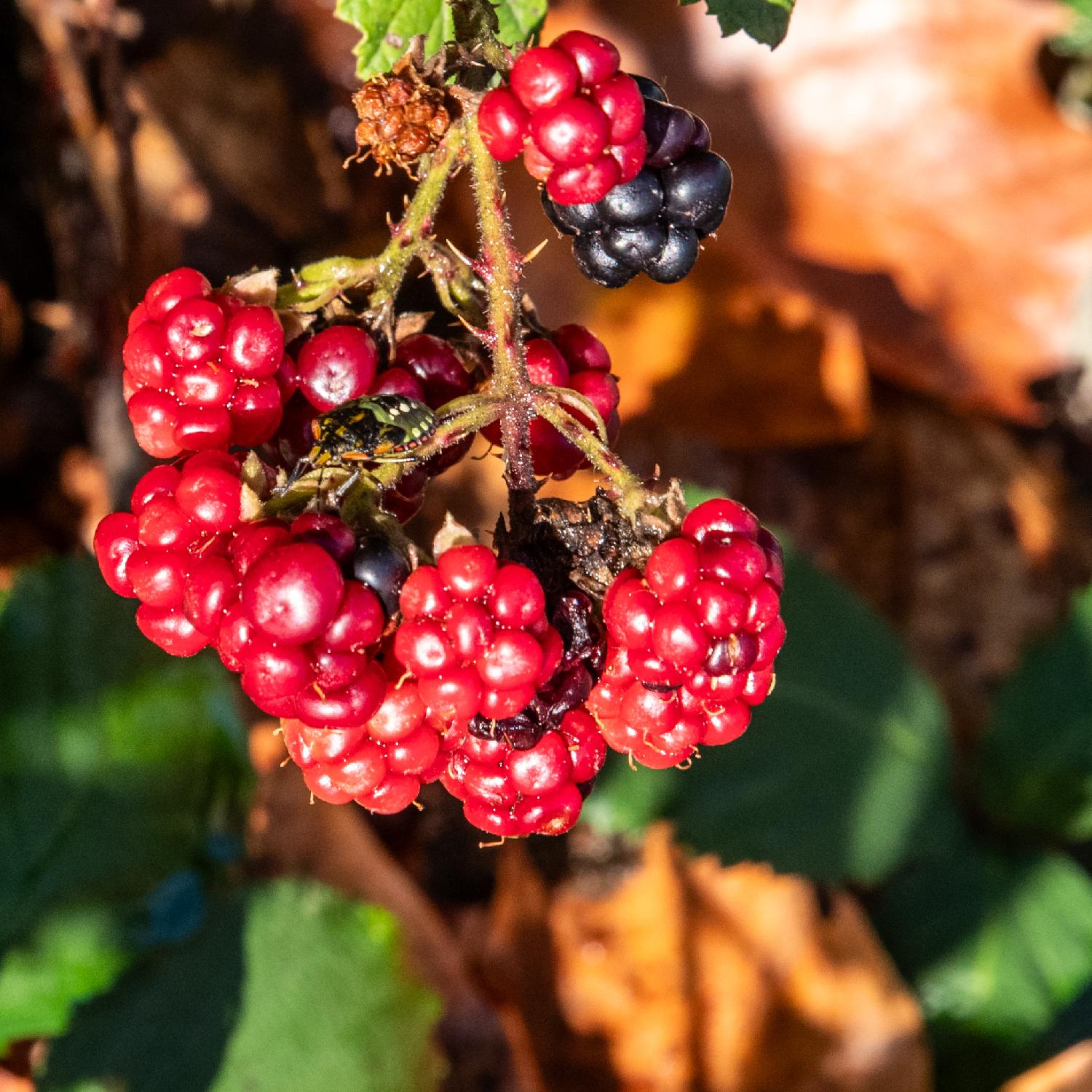 A southern green stink bug on a bunch of red blackberries. The bug is green with golden dots on its back and a line of red/brown dots around it. The bug is seen from the front.