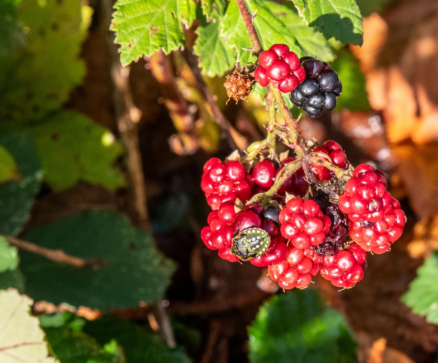 A southern green stink bug on a bunch of red blackberries. The bug is green with golden dots on its back and a line of red/brown dots around it. The bug is seen from the top.