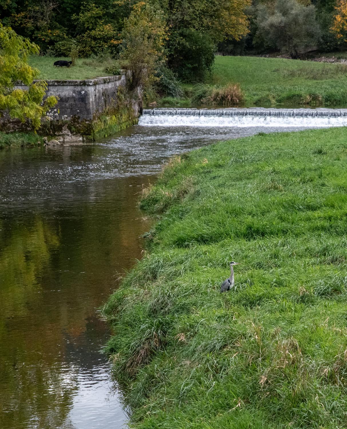 Heron next to the Sihl river, as seen from Allmendbrücke