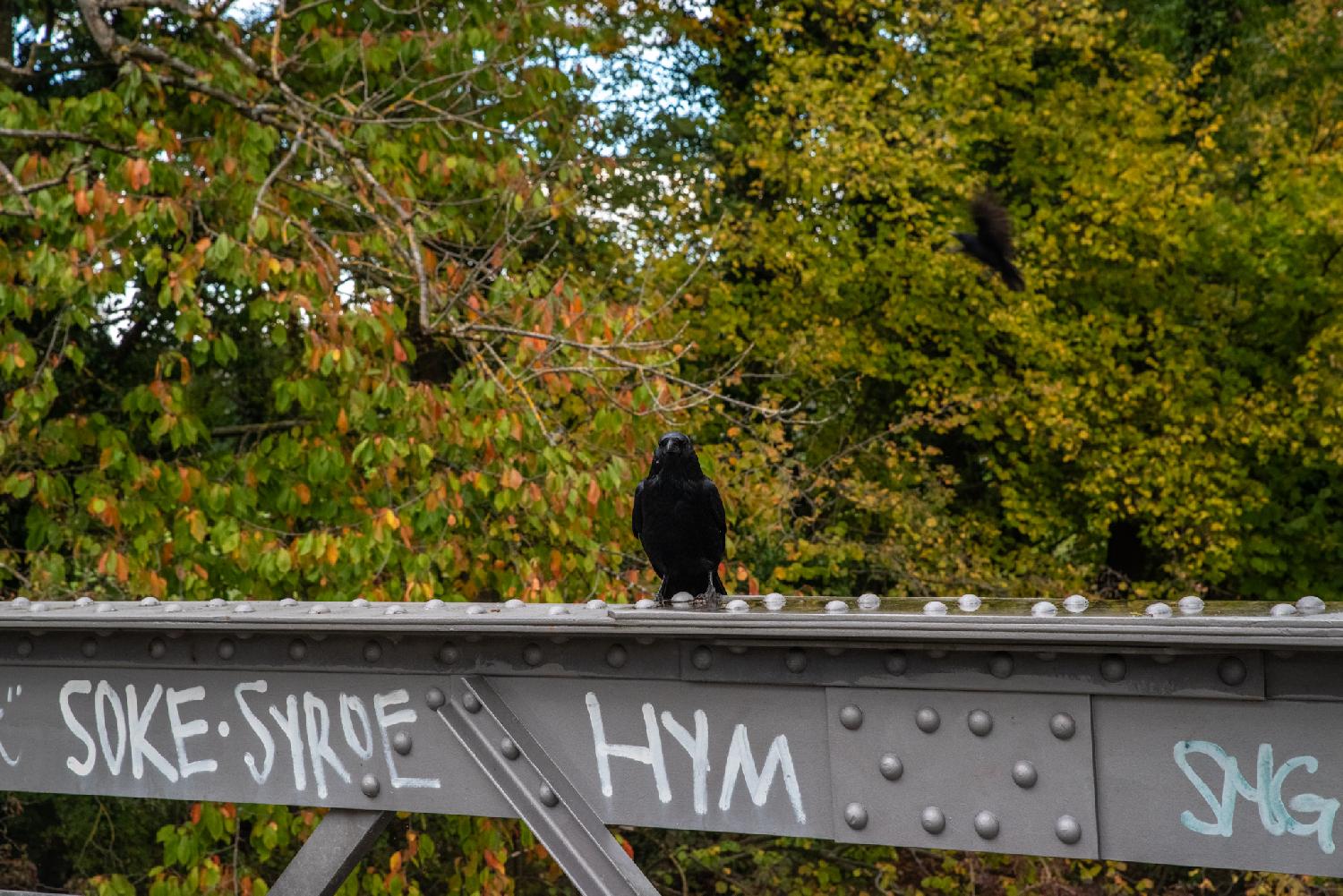 A crow, facing the photographer, on a metallic beam with some graffiti, and green/orange leaves in the background