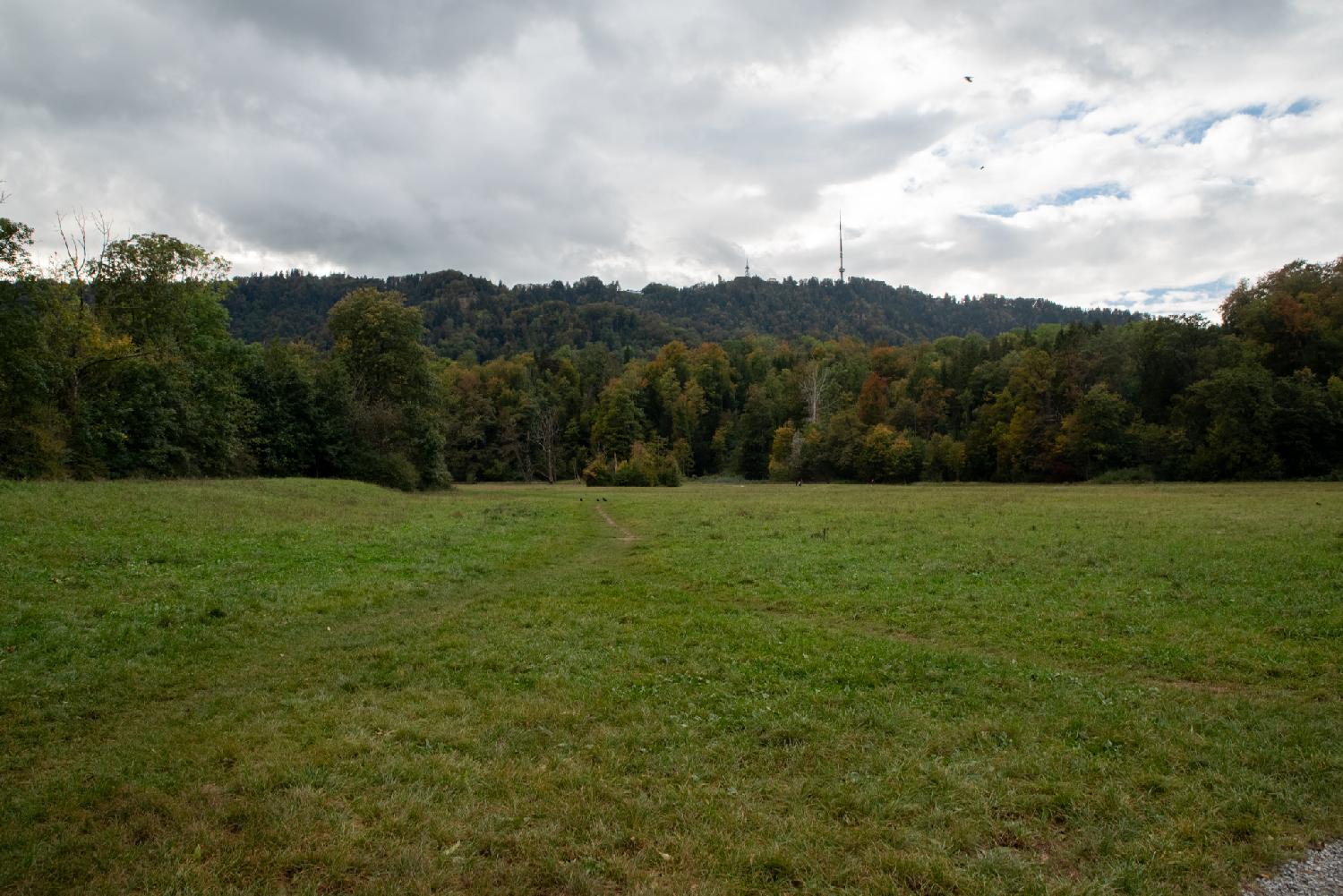 Uetliberg from Allmendweg in Zürich: a grass meadow, a layer of trees and a hill in the background.
