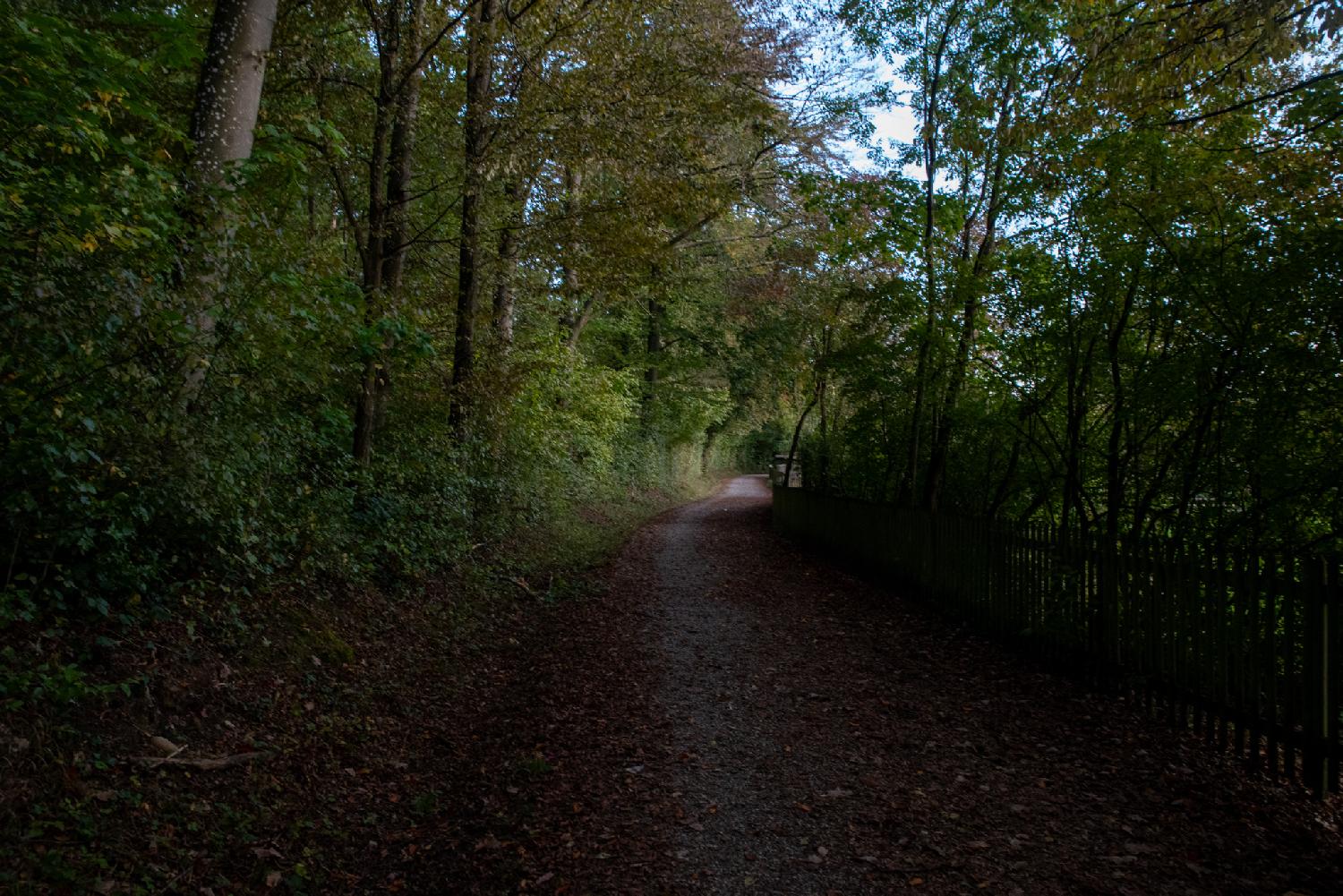 Alte Regensdorferstrasse in Zürich: a gravel path in the forest