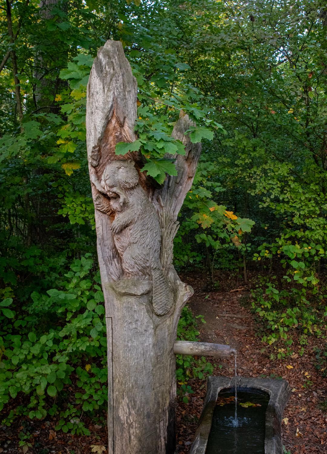 A beaver sculpted in a tree as a base for a water fountain