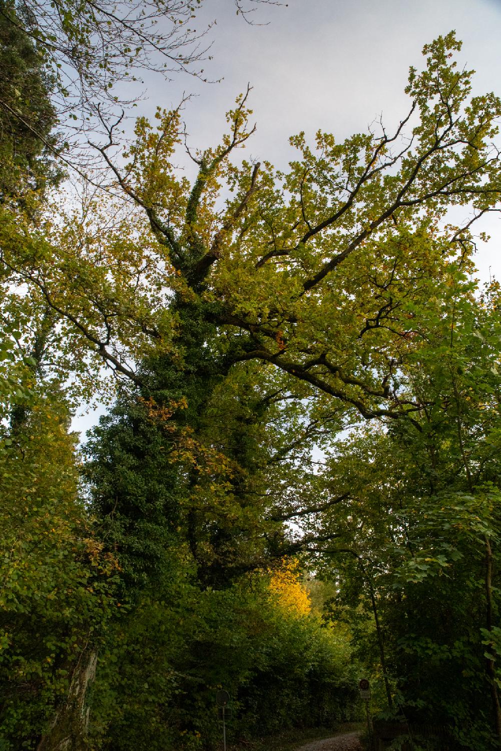 Trees on Alte Regensdorferstrasse in Zürich
