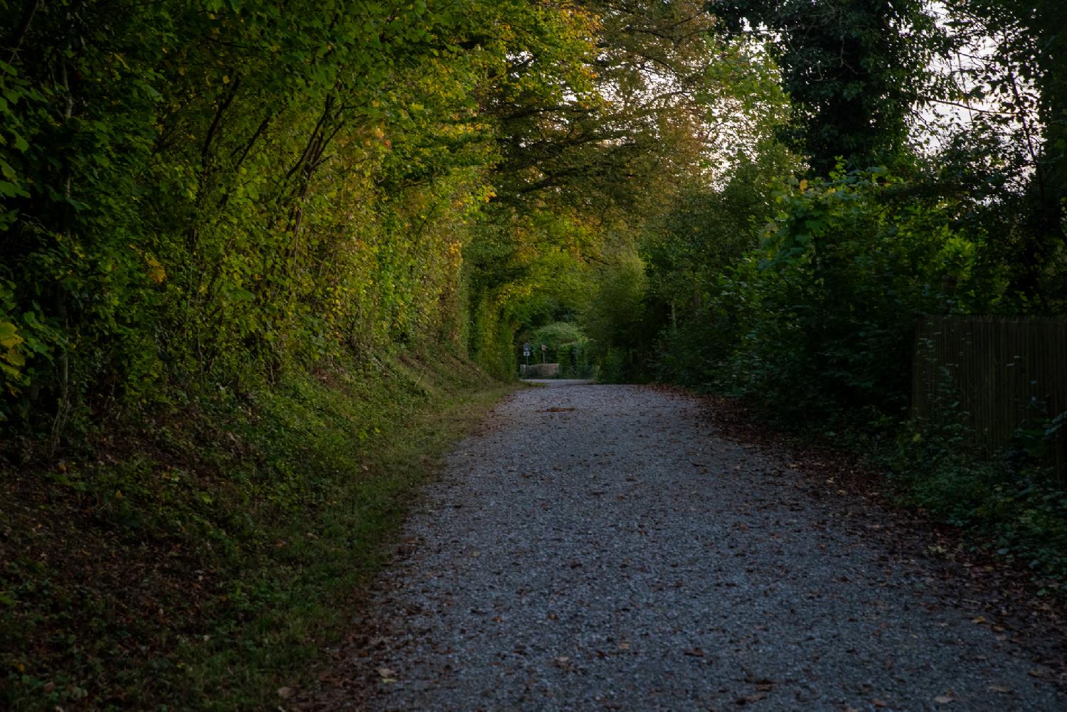 Alte Regensdorferstrasse in Zürich: a gravel path in the forest. In the background, the trees seemingly form an arch over the path.