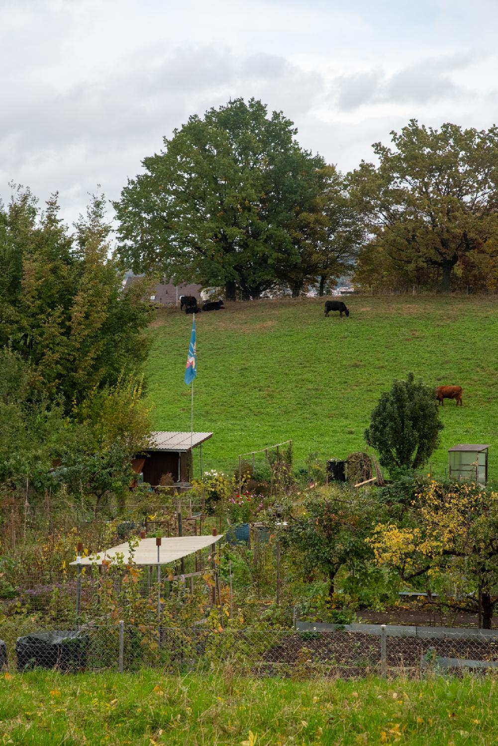 Family gardens on Alter Kirchenweg in Zürich: gardens in the foreground, trees in the background (with a shed and a blue flag), and cows in the meadows between them.