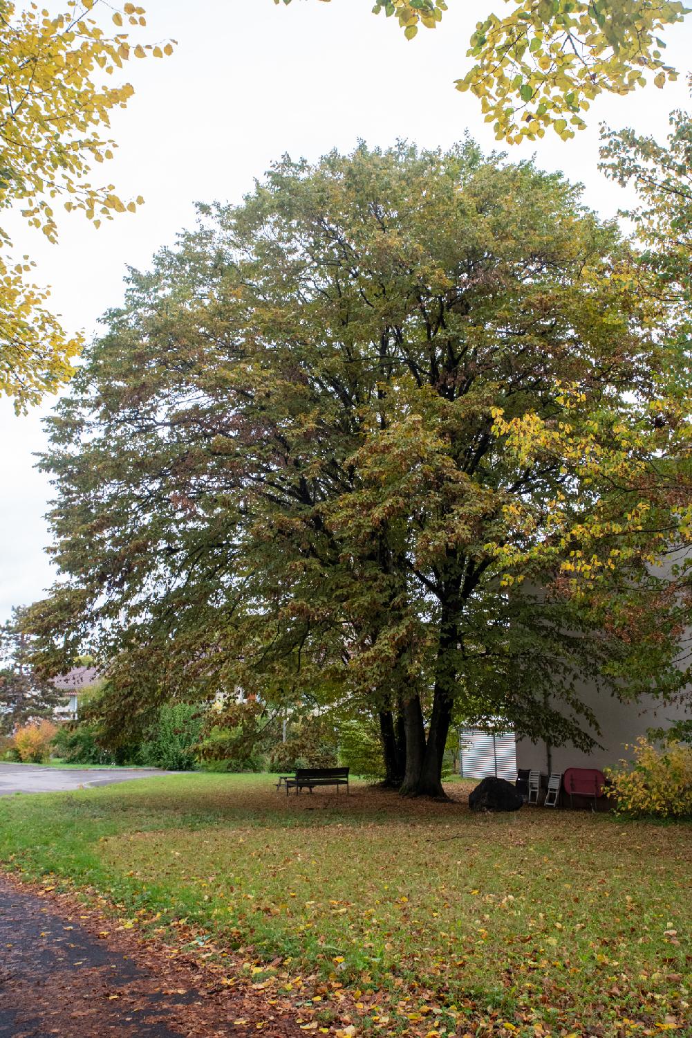 Carpinus Betelus on Alter Kirchenweg in Zürich: a large tree with a round structure and low branches