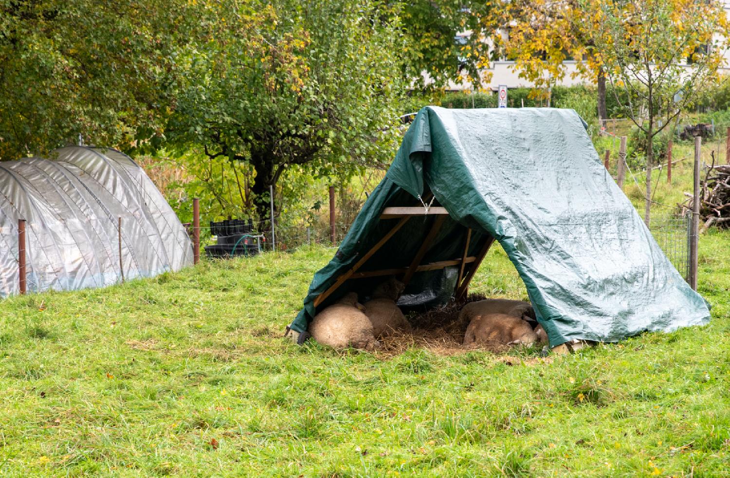 5 sheep under a green tarp set up as a small tent