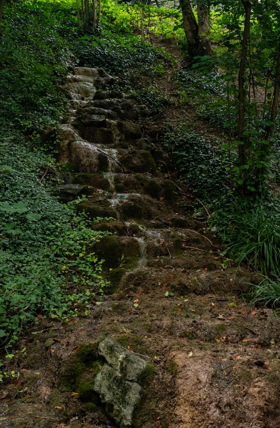 A small stream flowing down dirt steps, seen from downstream, with ivy and vegetations all around.