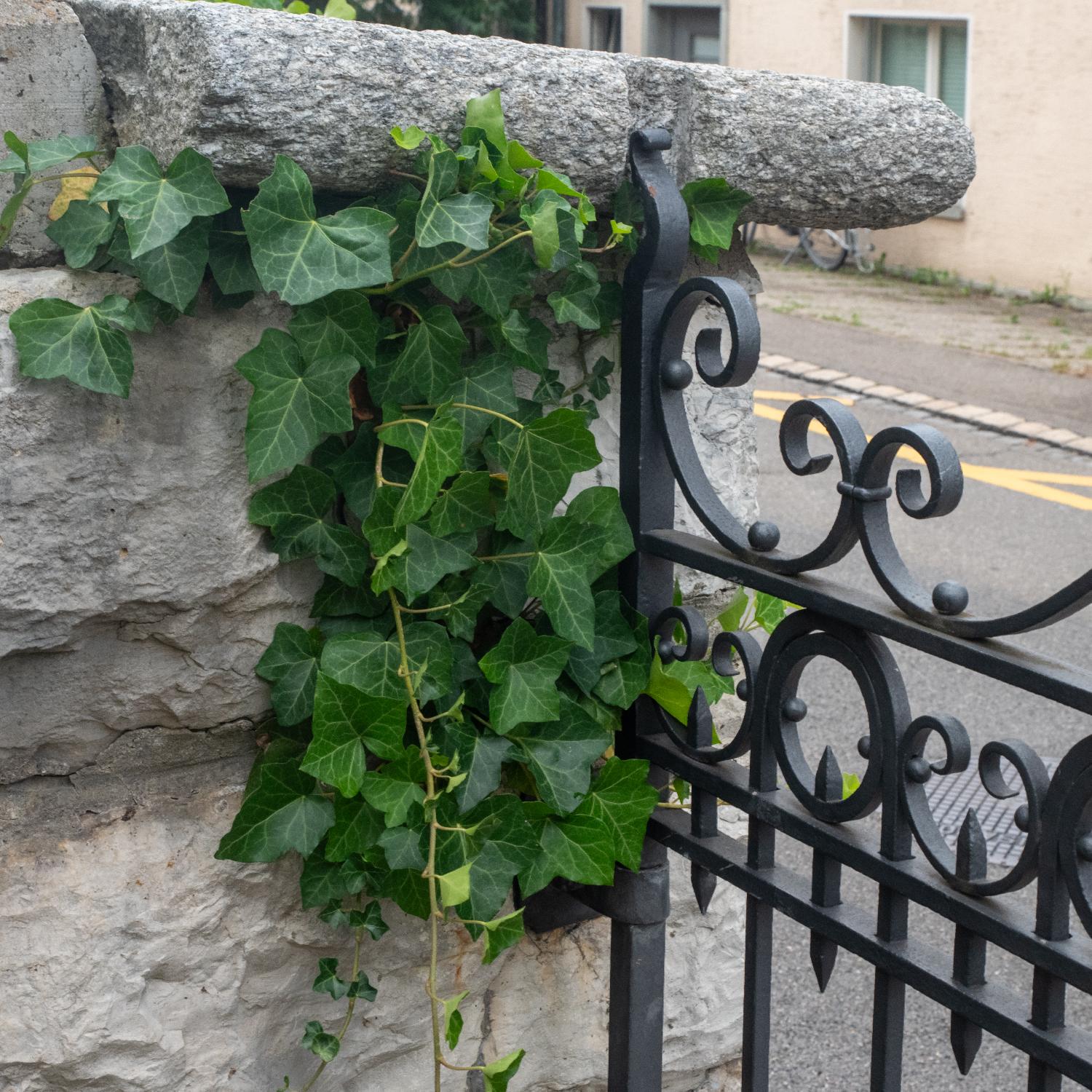 Ivy growing between a metal gate and its supporting stone wall.