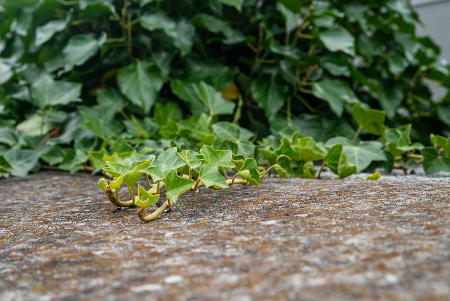 A large amount of ivy, blurred in the background, and a few branches coming towards the camera on a lichen-covered wall. The leaves are getting smaller and smaller and more and more yellow as they advance.