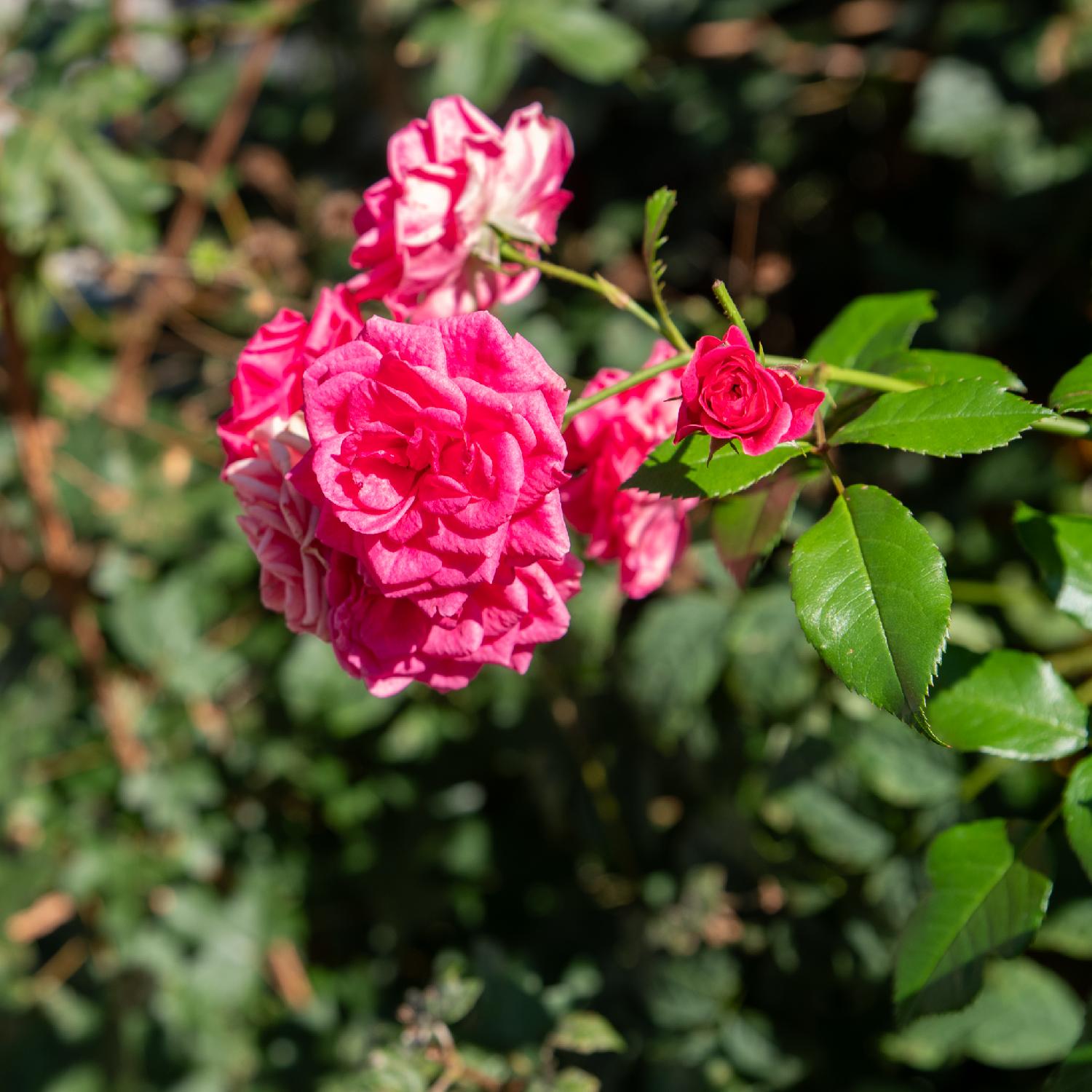 Pink roses with green foliage behind them