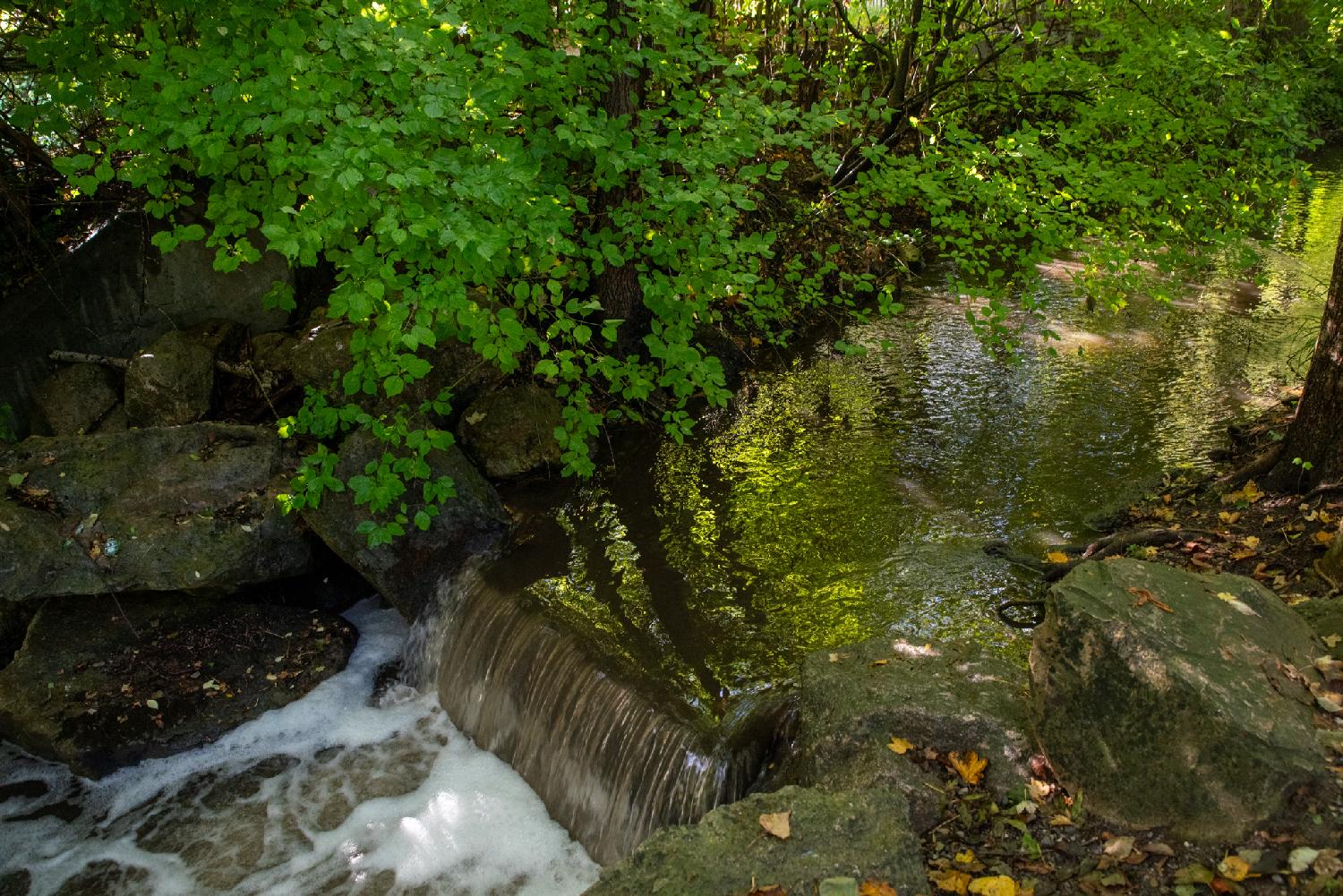 Katzenbach in Zürich: a small stream with a little step forming a tiny fall, between trees reflecting on the water.