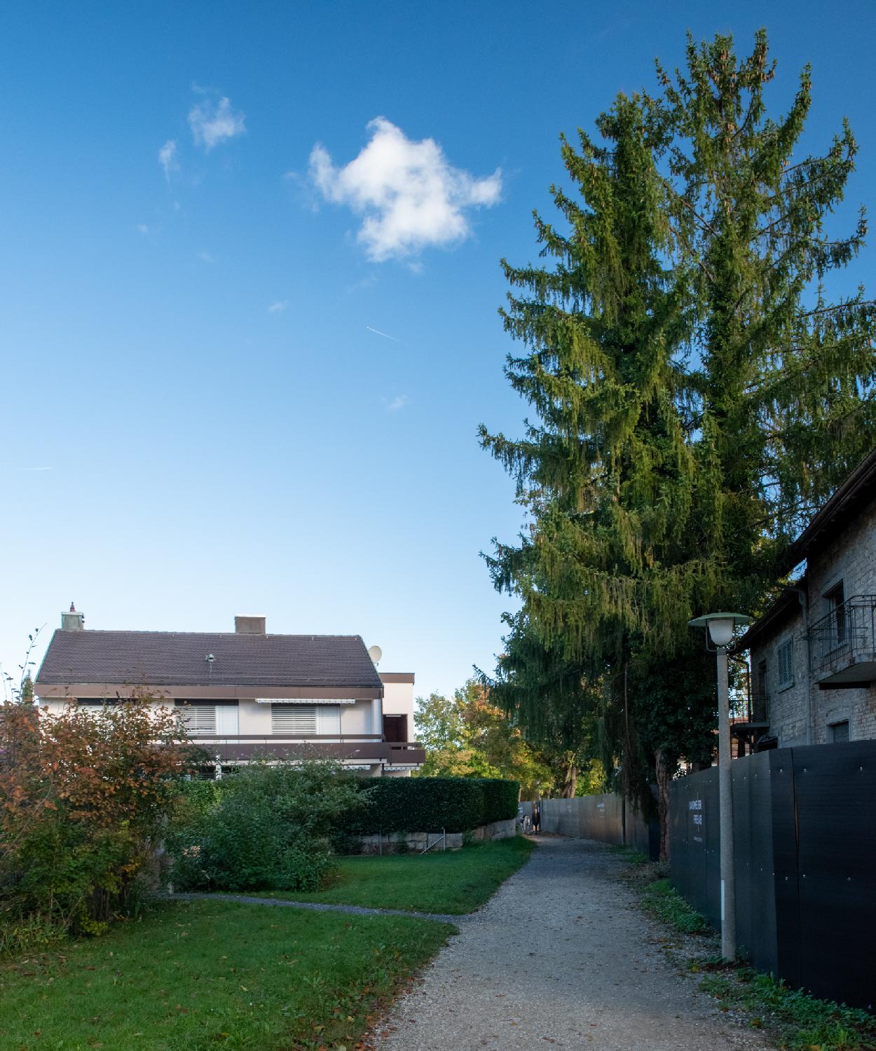 A gravel path with, on the left side, grass and a 2-story house and, on the right side, a large coniferous tree and black construction fence.