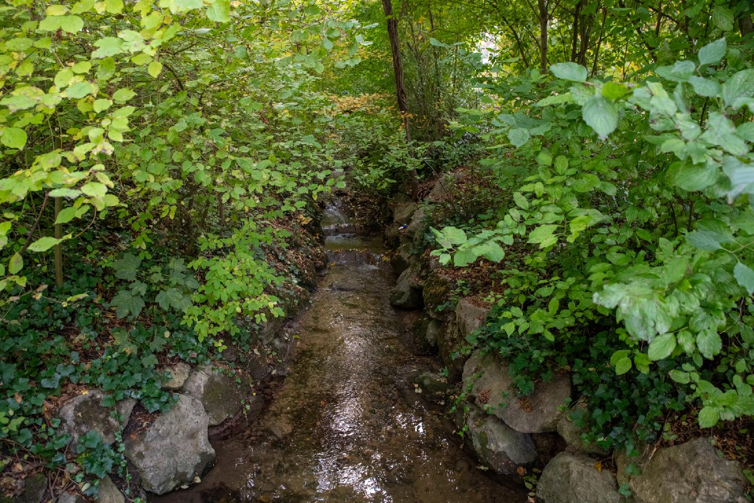 Hirzenbach on Altwiesenstrasse in Zürich: a small stream between rocks and trees