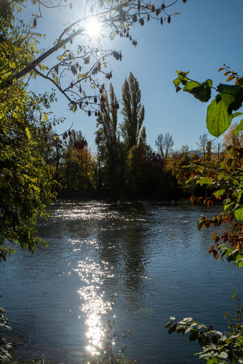 A river, seen from the side, with poplar trees in the background and the sun reflecting on the water.