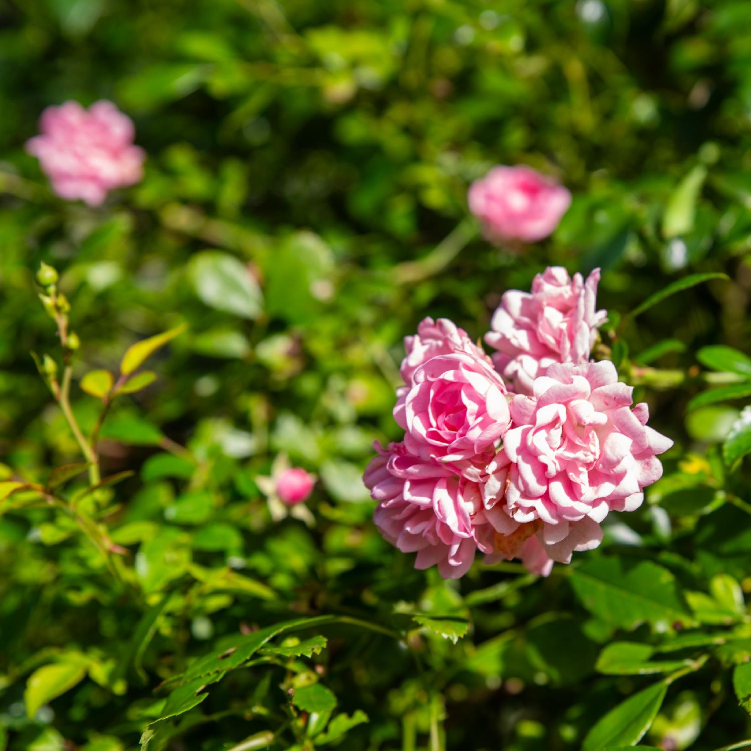 Pink flowers, fairly compact, over a large bed of green leaves