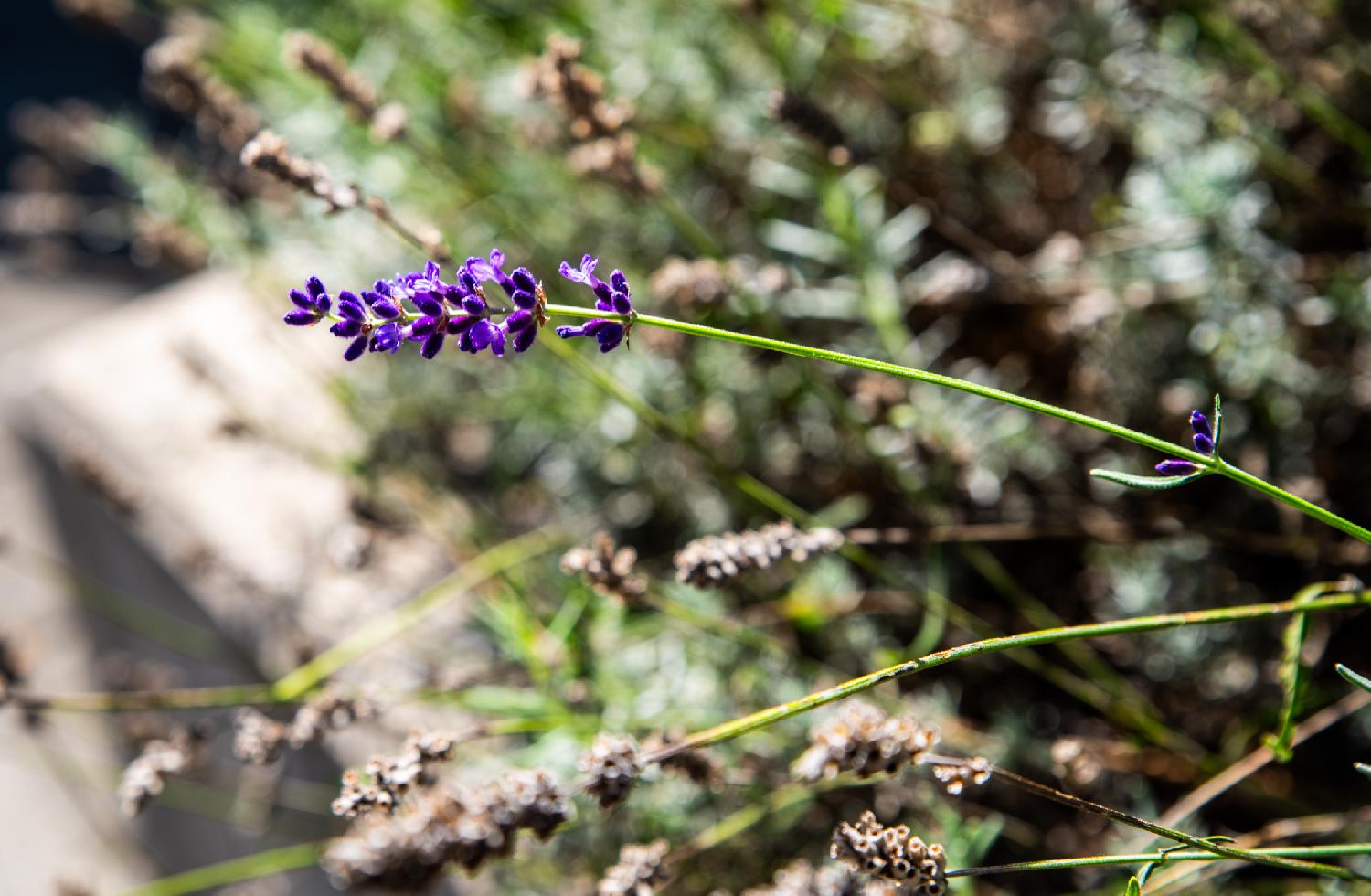 Purple flowers on a stem, with a lot of other stems and dried flowers visible, blurred, in the background