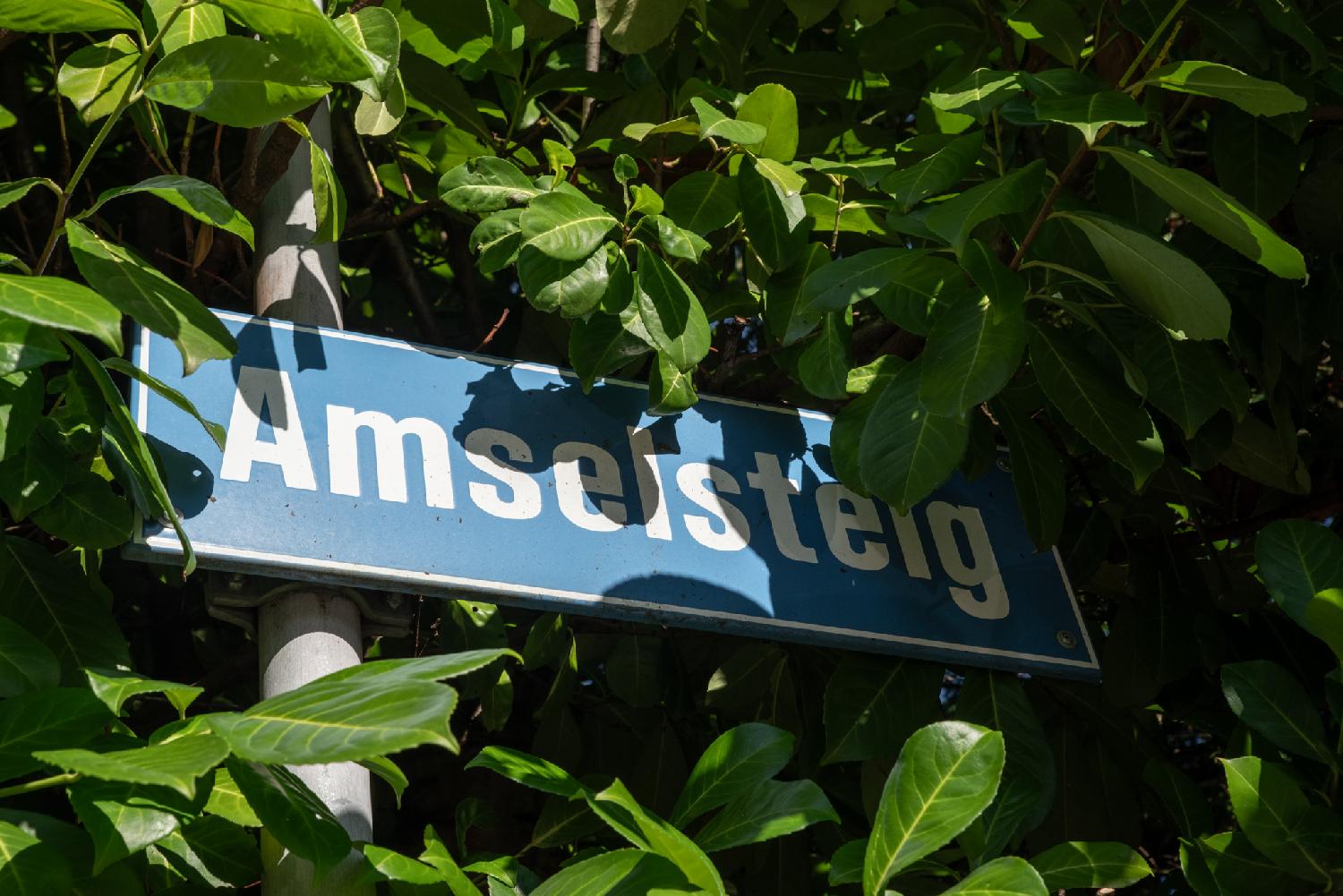 A blue "Amselsteig" street sign, half-hidden by dark green leaves that grow around it.