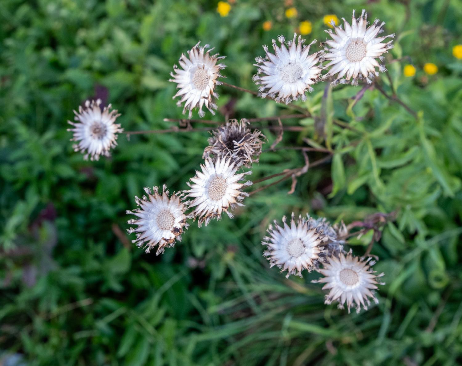 White desiccated flowers without bracts left