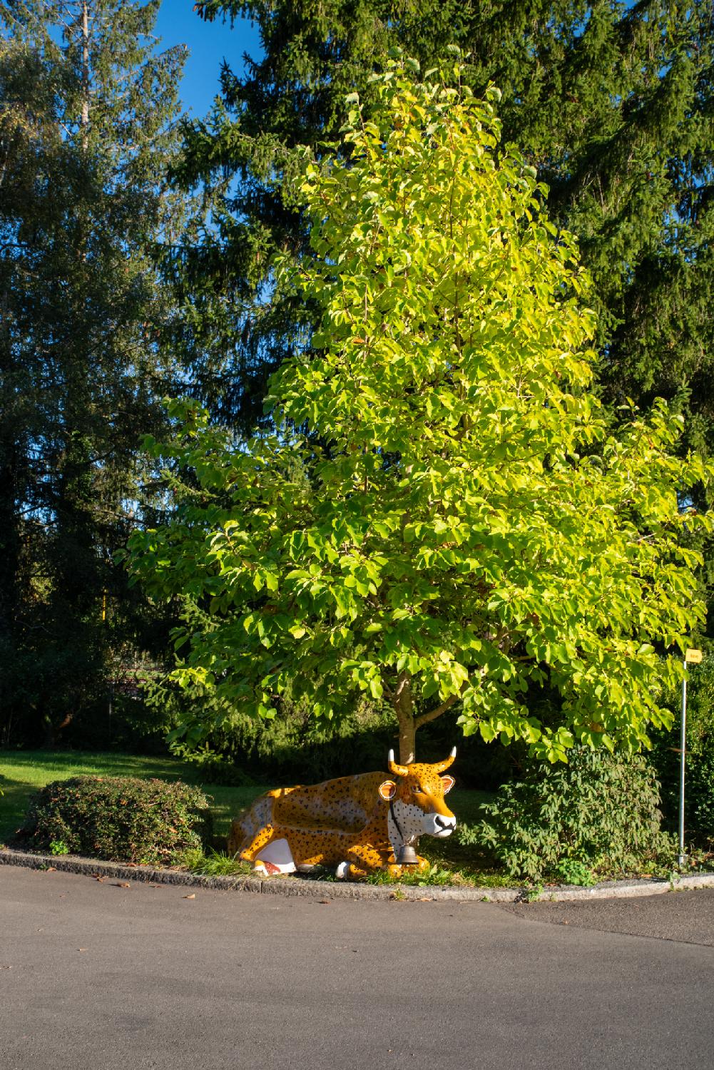 Statue of a laying cow, painted as a leopard, with a cowbell, under a low tree.
